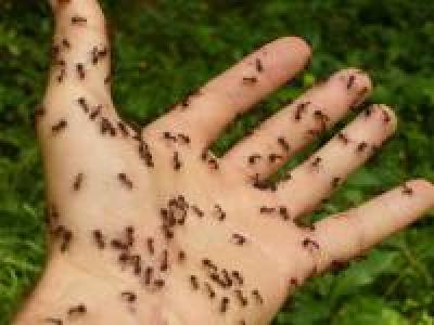 Photo of ants on a persons hand