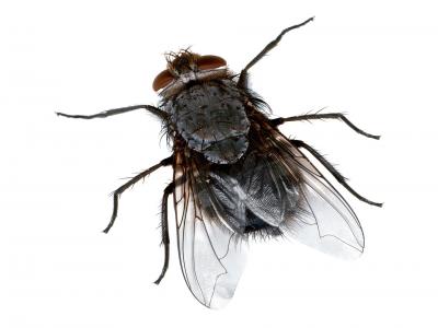 Photo of a fly