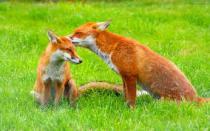 Foxes on a grass field