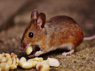 photo of a mouse nibbling nuts