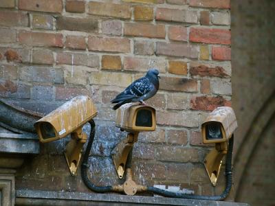 photo of a pigeon sitting on a cctv camera