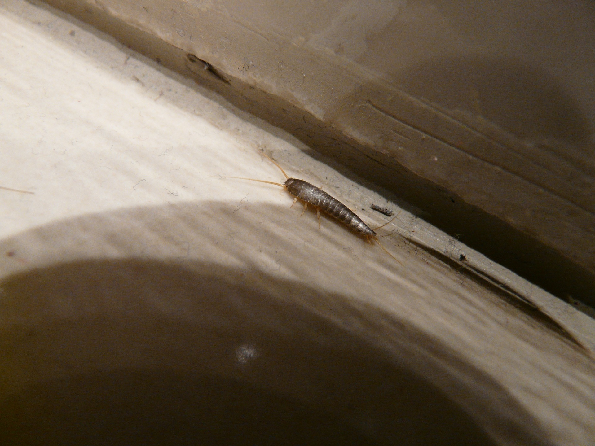 Picture of Silverfish insect