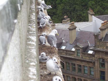 kittiwakes in newcastle