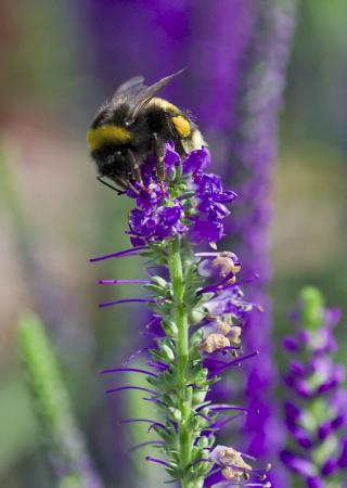 a garden bee