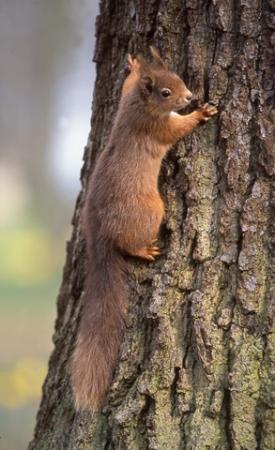 Red squirrel (Alan Potts)
