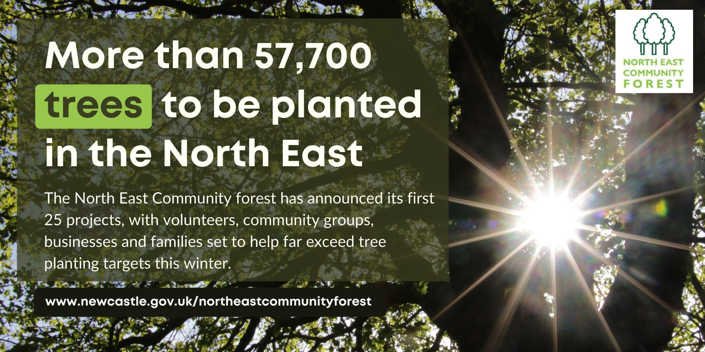 Sunshine through a tree canopy. Headline: More than 57,700 trees to be panted in the North East