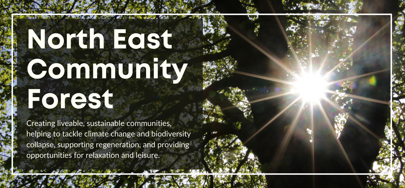 Sunlight through a tree's leaves - Headline: Tens of thousands of trees to be surveyed across Newcastle