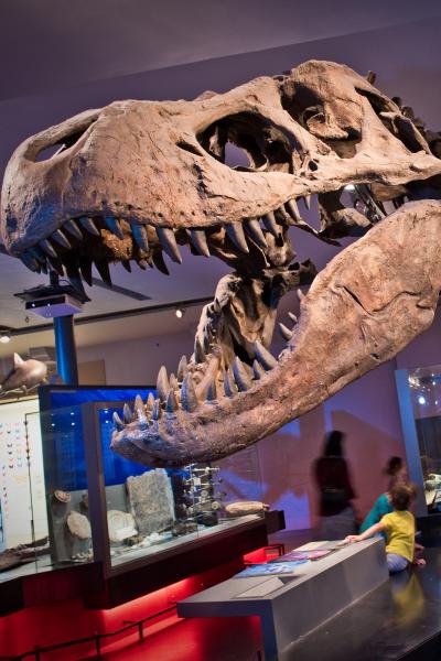 A dinosaur skull in a museum